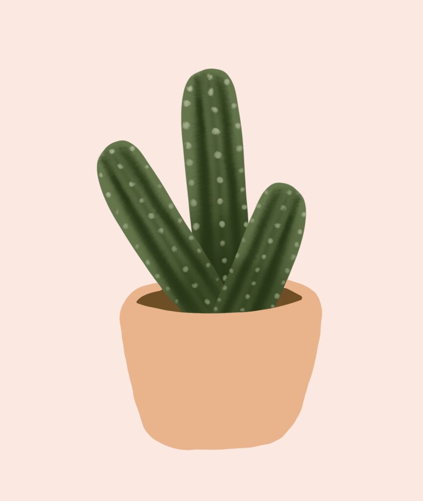 Kaktus
