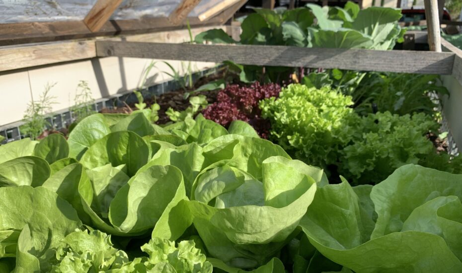 Kleiner Balkon, große Ernte – Gemüseanbau für Studierende leicht gemacht