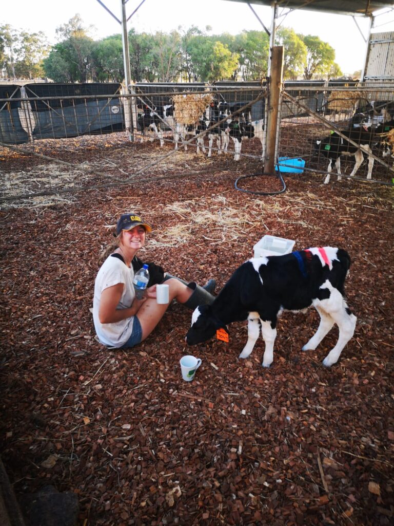 Eine junge Frau füttert ein Kälbchen