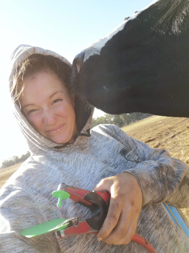 Eine junge Frau wird von einer Kuh geküsst während sie versucht ihr Ort zu chippen.