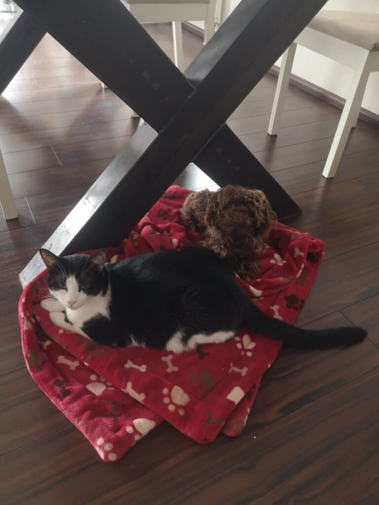 Ein Hund und eine Katze sitzen unter einem Tisch