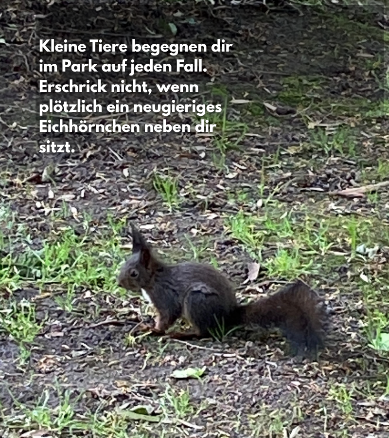 Eichhörnchen im Schneckenmatt Park
